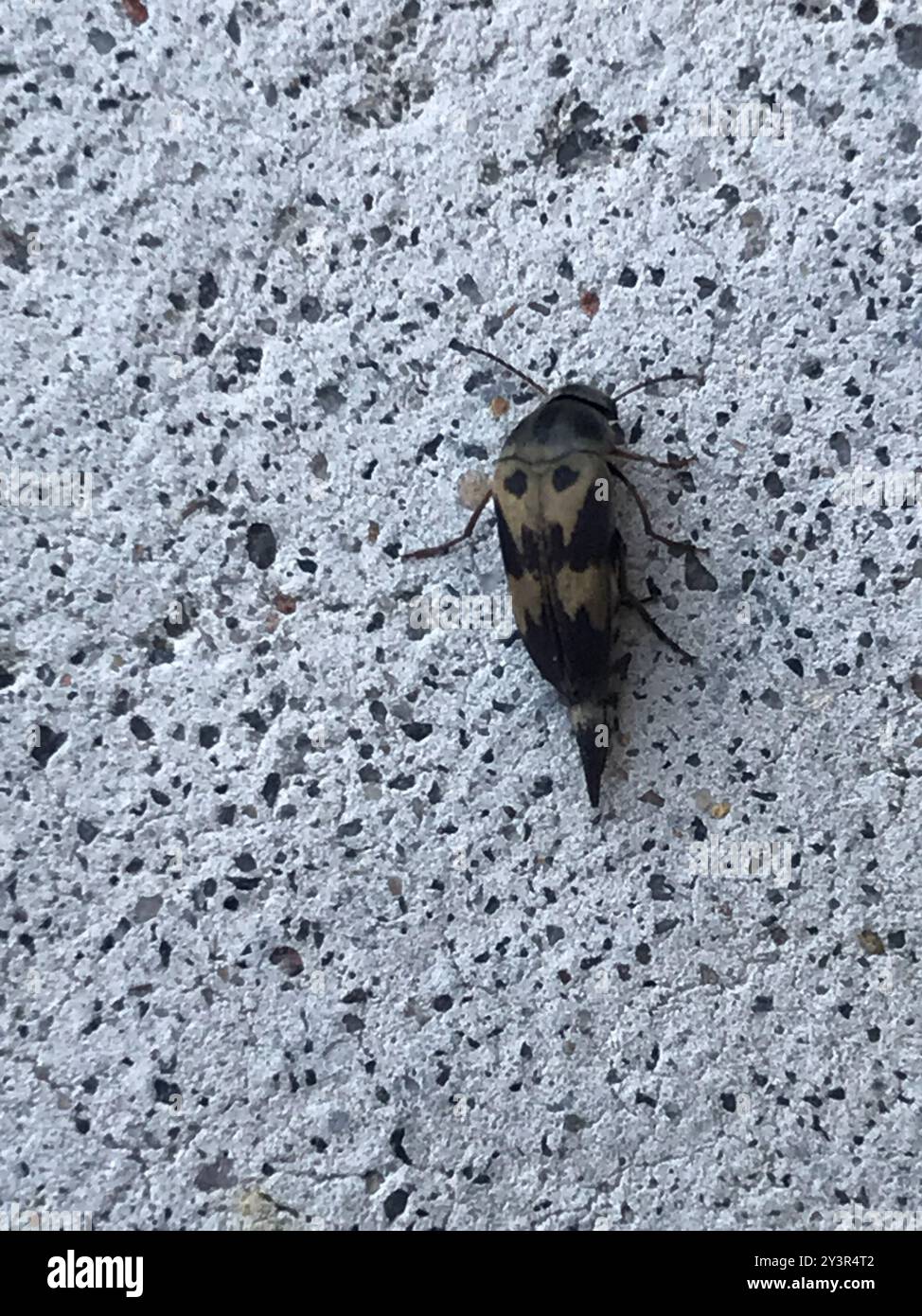 Eye-spotted Tumbling Flower Beetle (Glipa oculata) Insecta Stock Photo ...