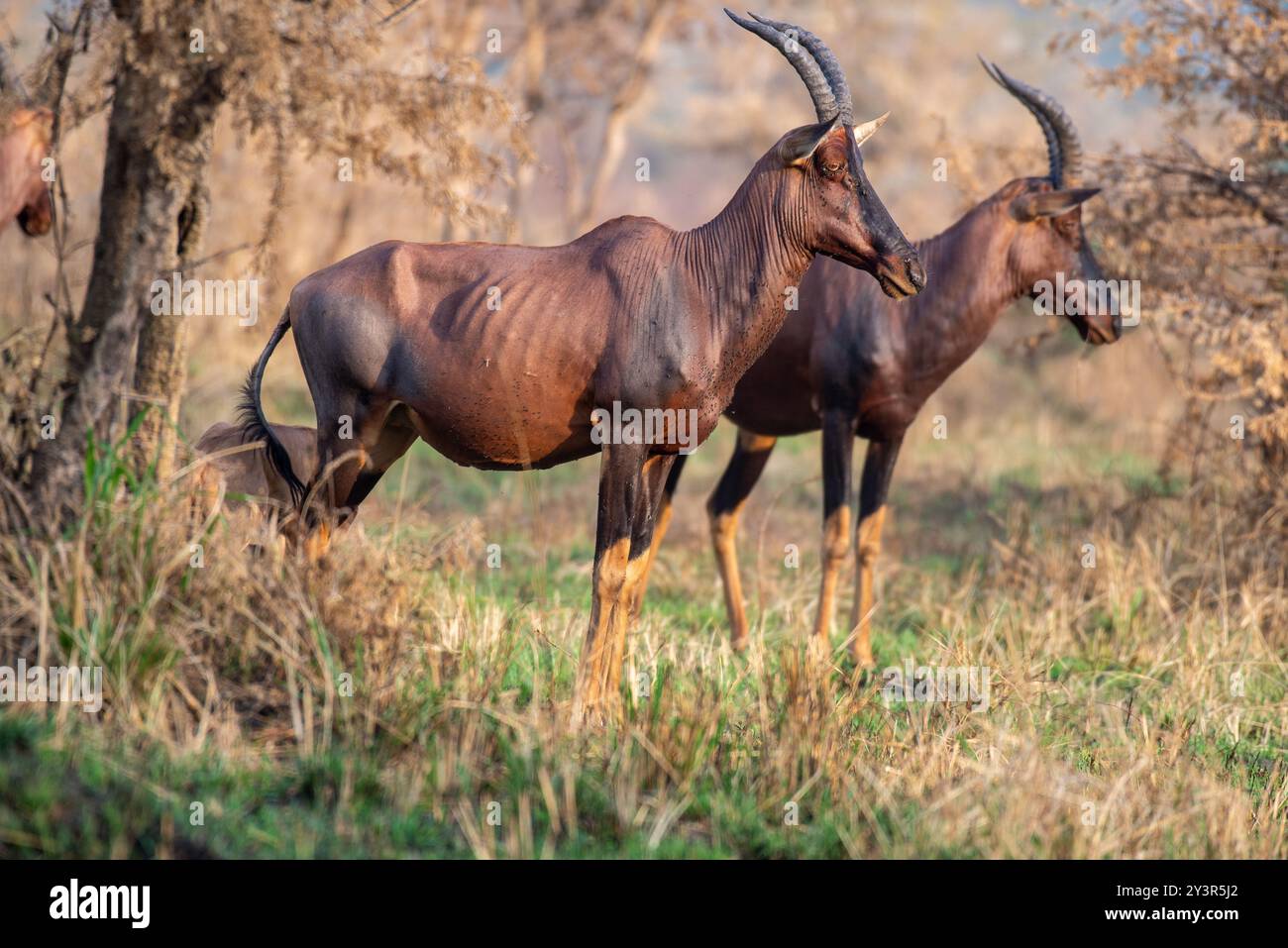 Two Topis Topis in Ishasha, Queen Elizabeth National Park Uganda Stock Photo - Alamy