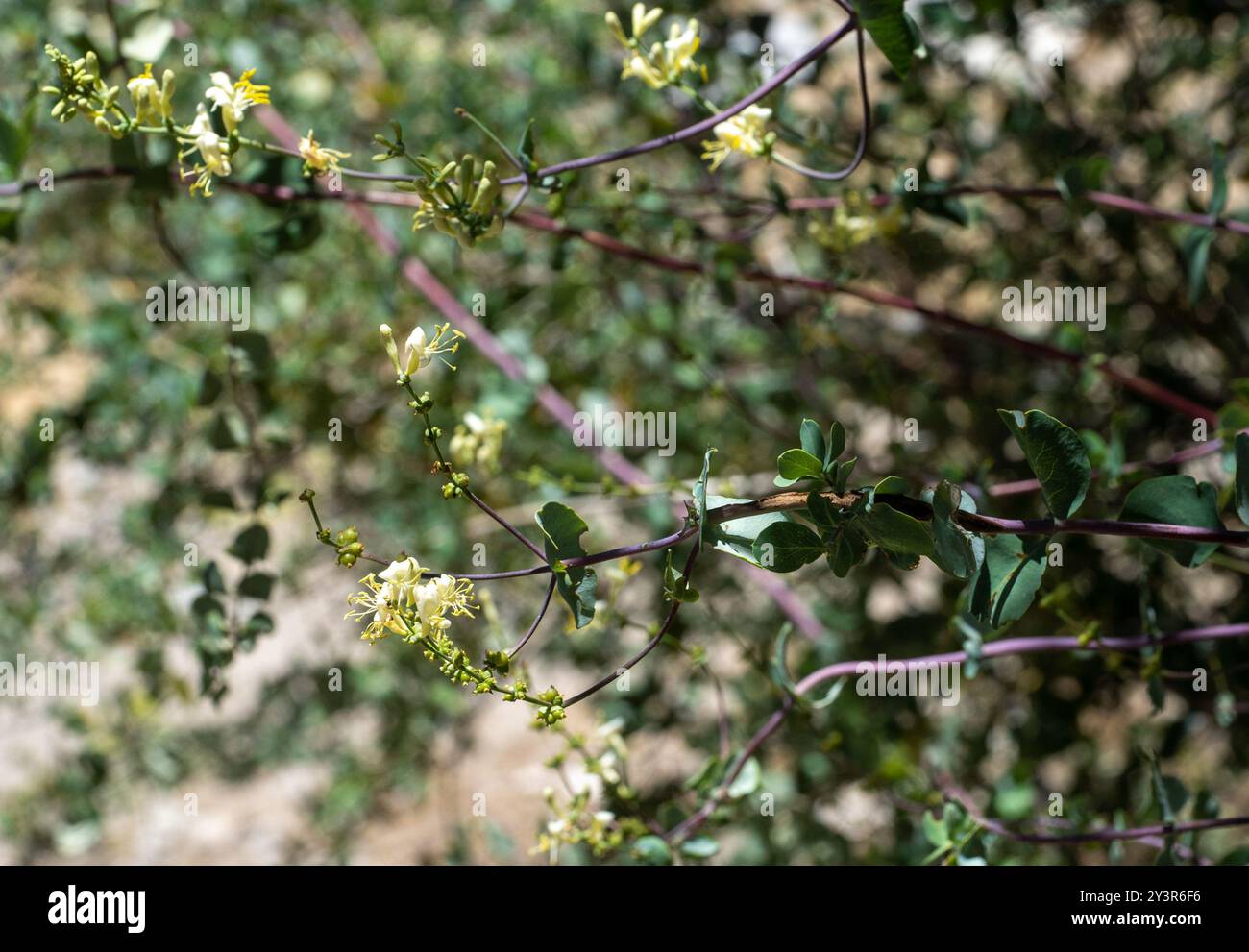 chaparral honeysuckle (Lonicera interrupta) Plantae Stock Photo - Alamy