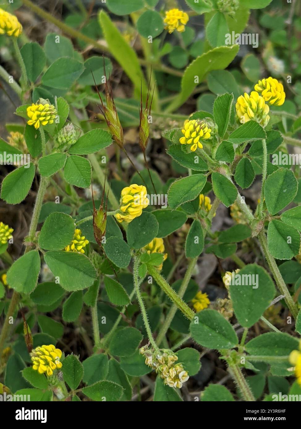 Black Medick (Medicago lupulina) Plantae Stock Photo - Alamy