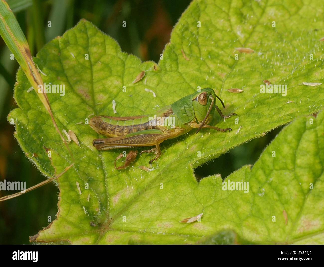 Meadow Grasshopper (Pseudochorthippus parallelus) Insecta Stock Photo ...