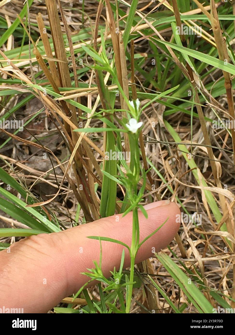 Rust Weed (Polypremum procumbens) Plantae Stock Photo - Alamy