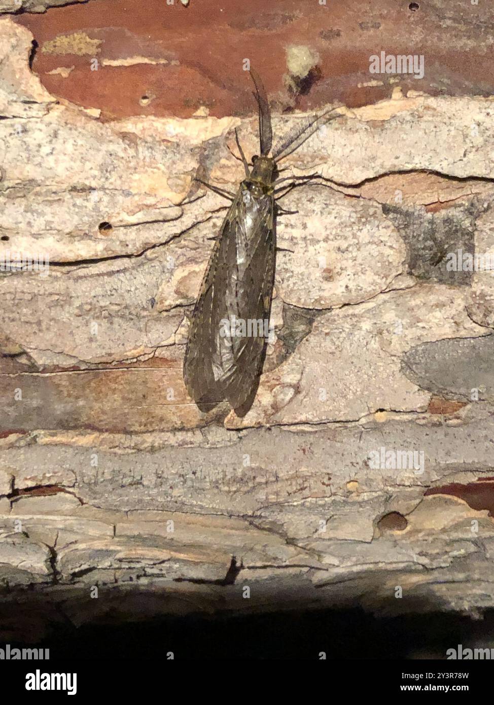 Spring and Summer Fishflies (Chauliodes) Insecta Stock Photo