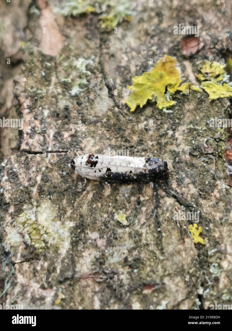 White-backed Marble (Hedya salicella) Insecta Stock Photo - Alamy