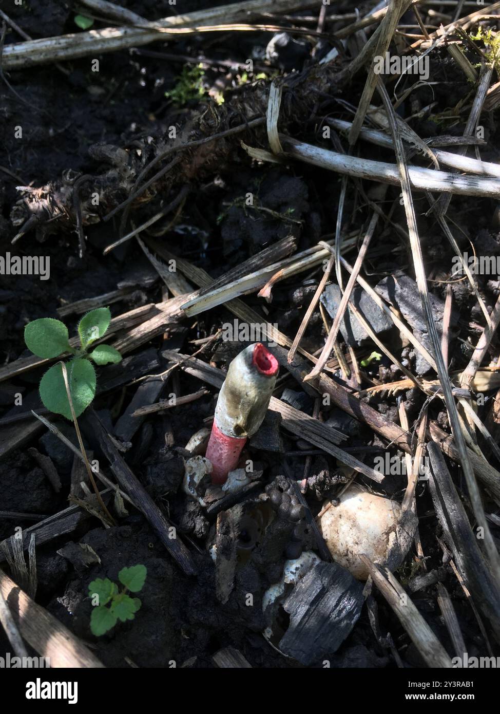 red stinkhorn (Mutinus ravenelii) Fungi Stock Photo - Alamy