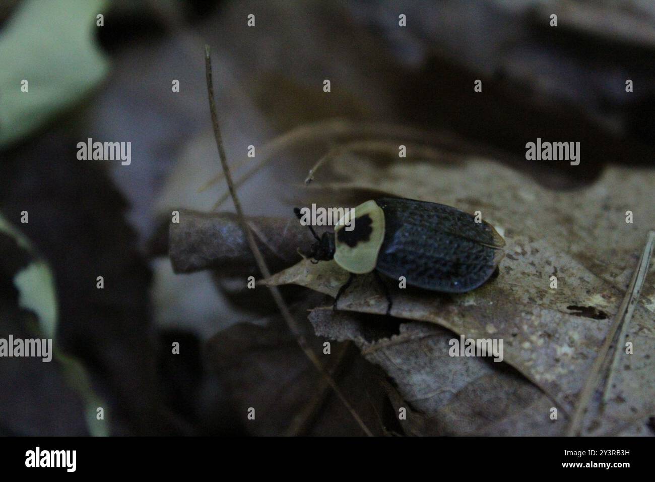 Carrion Inset American Carrion Beetle (Necrophila americana) Insecta Stock Photo - Alamy