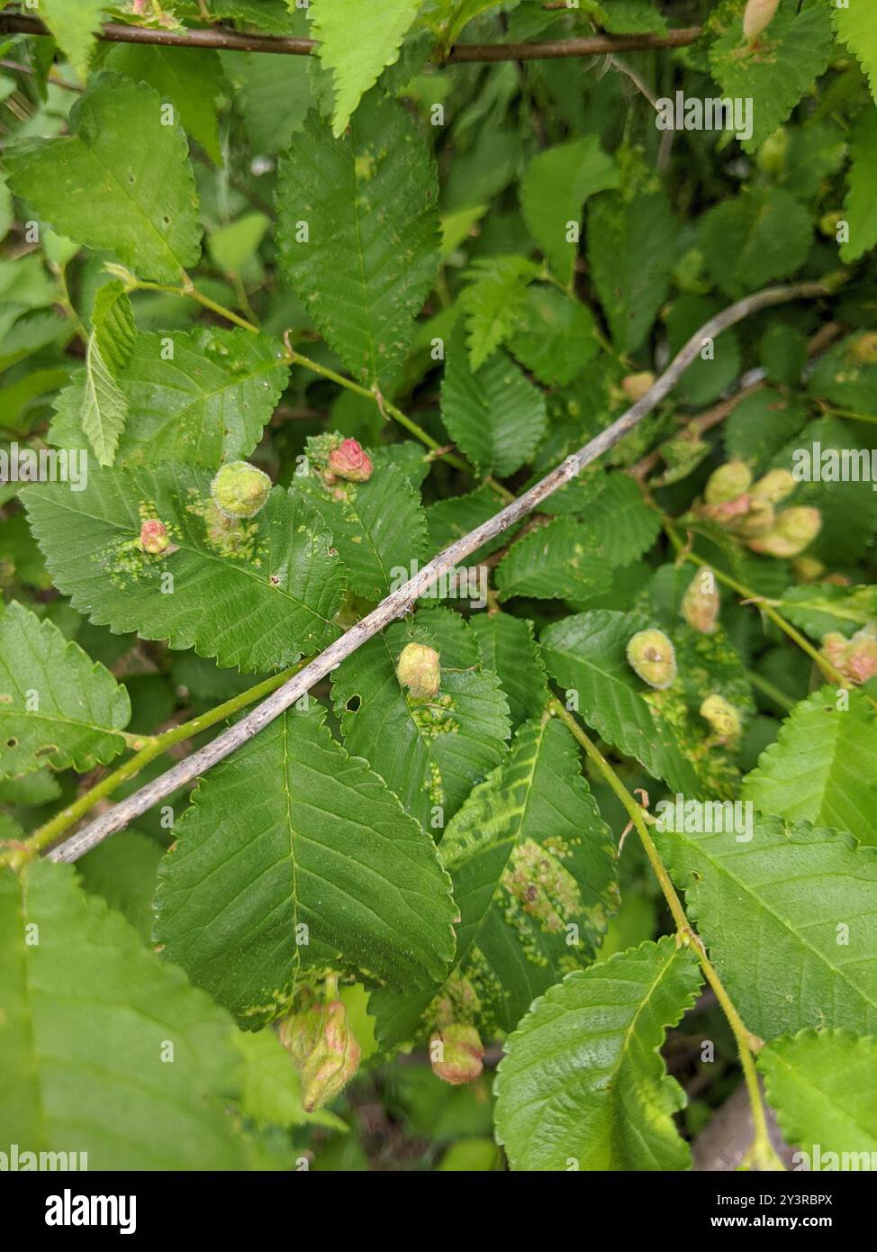 Rice Root Aphid (Tetraneura akinire) Insecta Stock Photo - Alamy
