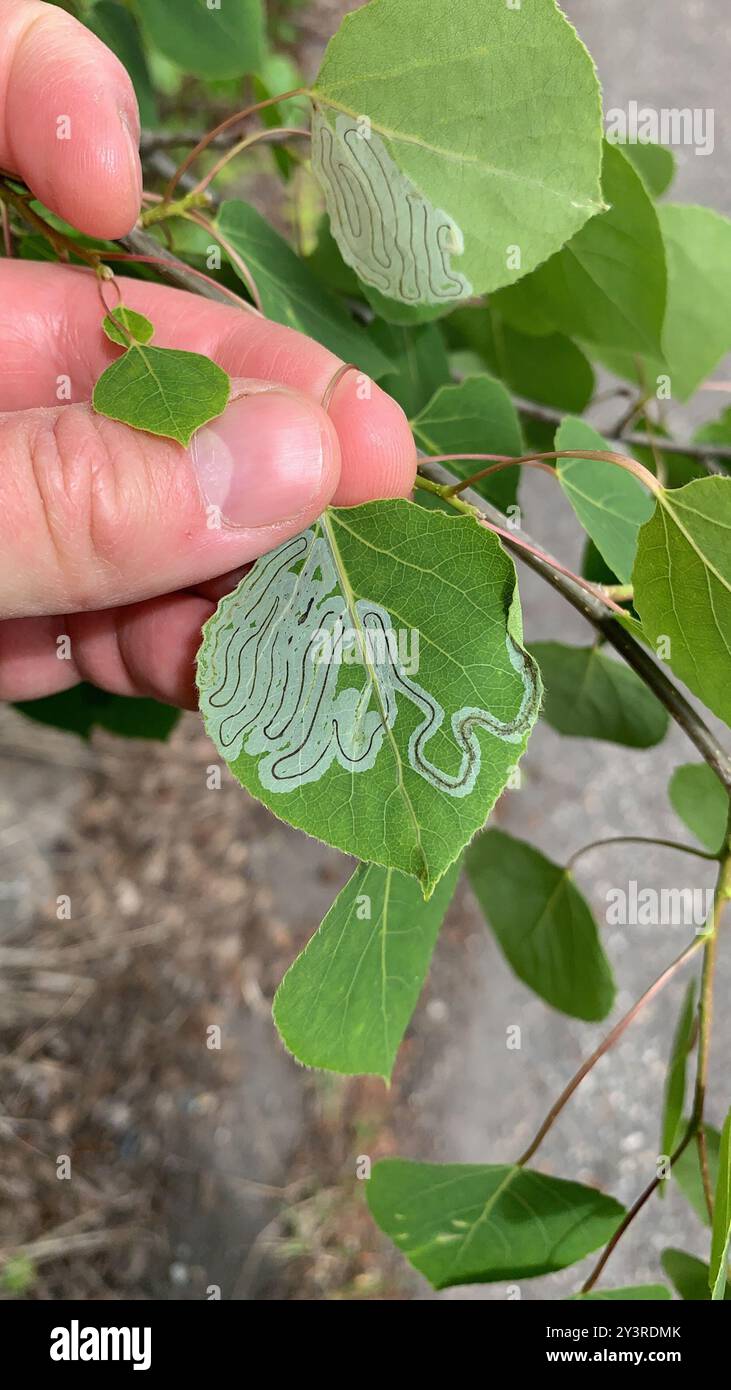 Aspen Serpentine Leafminer Moth (Phyllocnistis populiella) Insecta ...