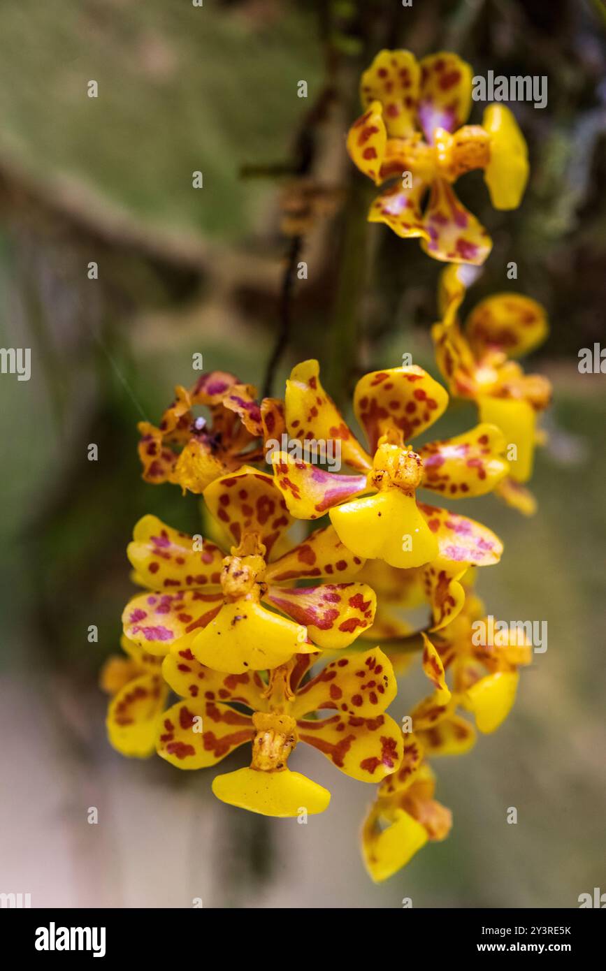 Oncidium orchid in bloom Stock Photo