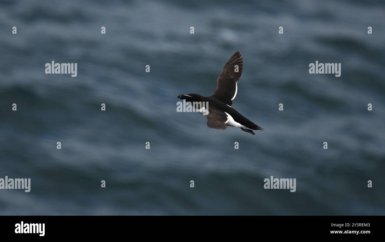 Razorbill at Skokholm Island. Wales Stock Photo - Alamy