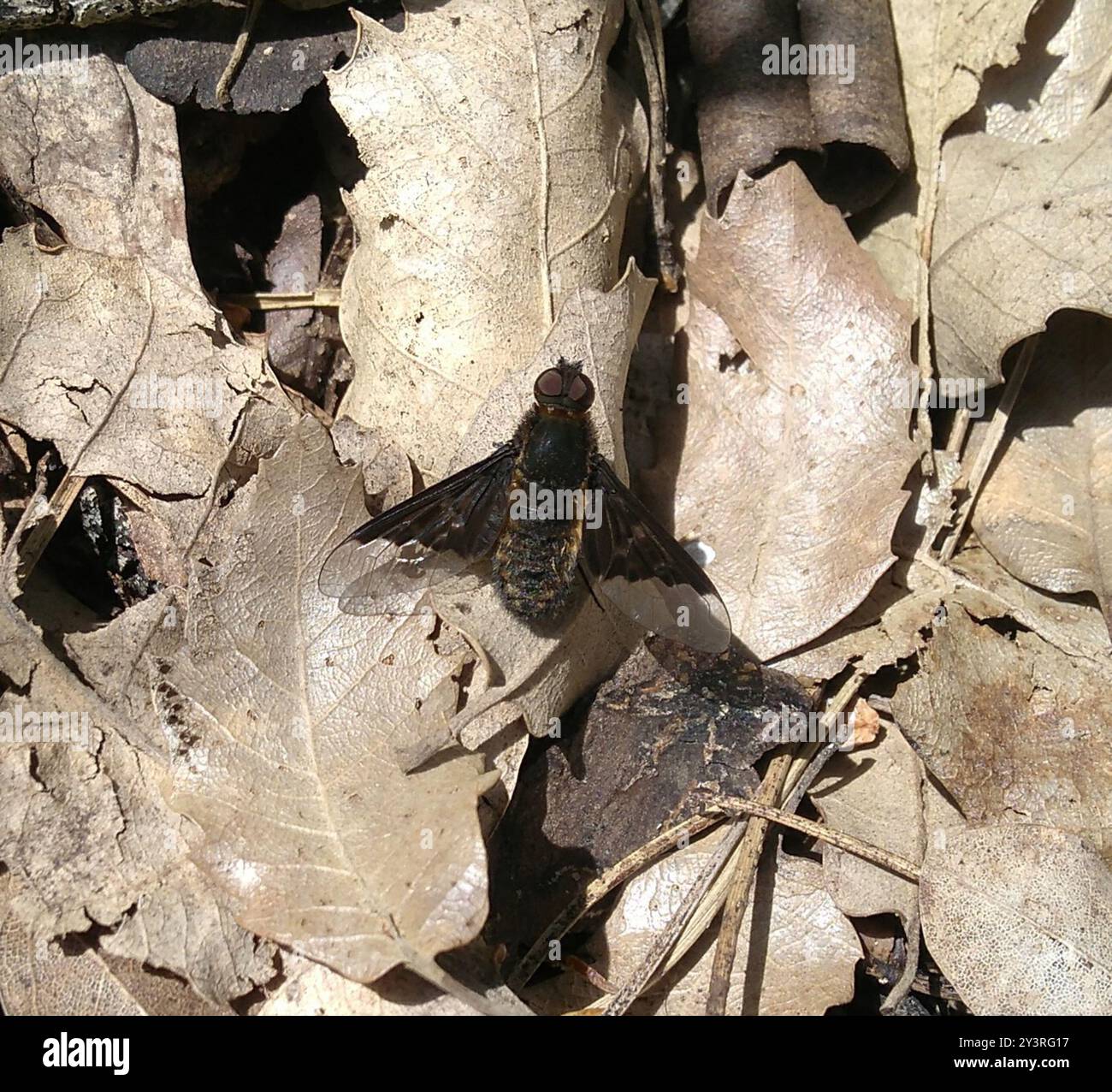 Black Banded Bee Fly (Hemipenthes morio) Insecta Stock Photo - Alamy