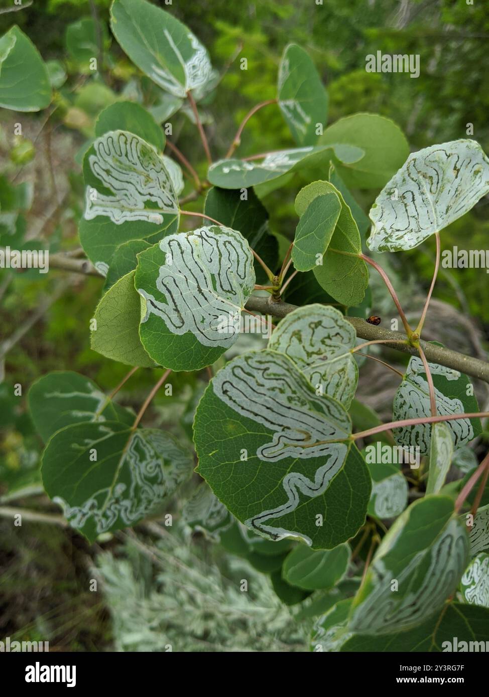 Aspen Serpentine Leafminer Moth (Phyllocnistis populiella) Insecta ...
