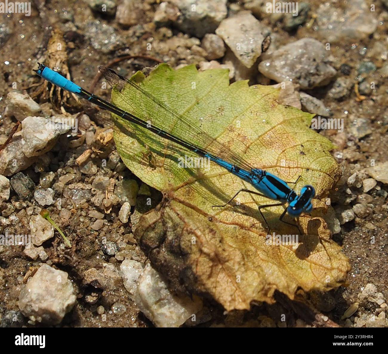 Azure Bluet (Enallagma aspersum) Insecta Stock Photo - Alamy