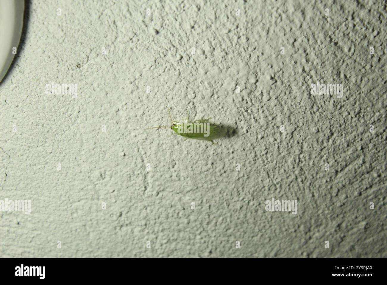 Panchlora nivea hi-res stock photography and images - Alamy