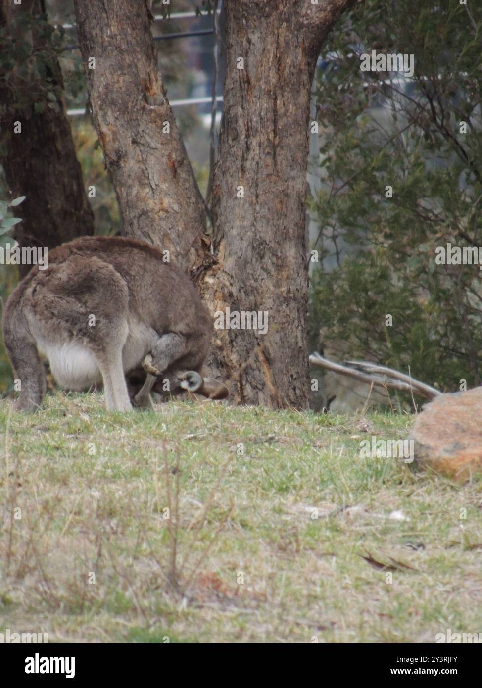 Kangaroop Eastern Grey Kangaroo (Macropus giganteus) Mammalia Stock Photo - Alamy