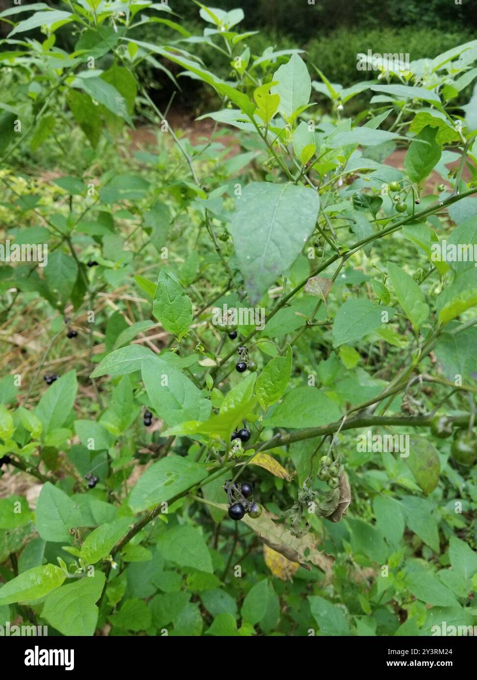 eastern black nightshade (Solanum emulans) Plantae Stock Photo - Alamy