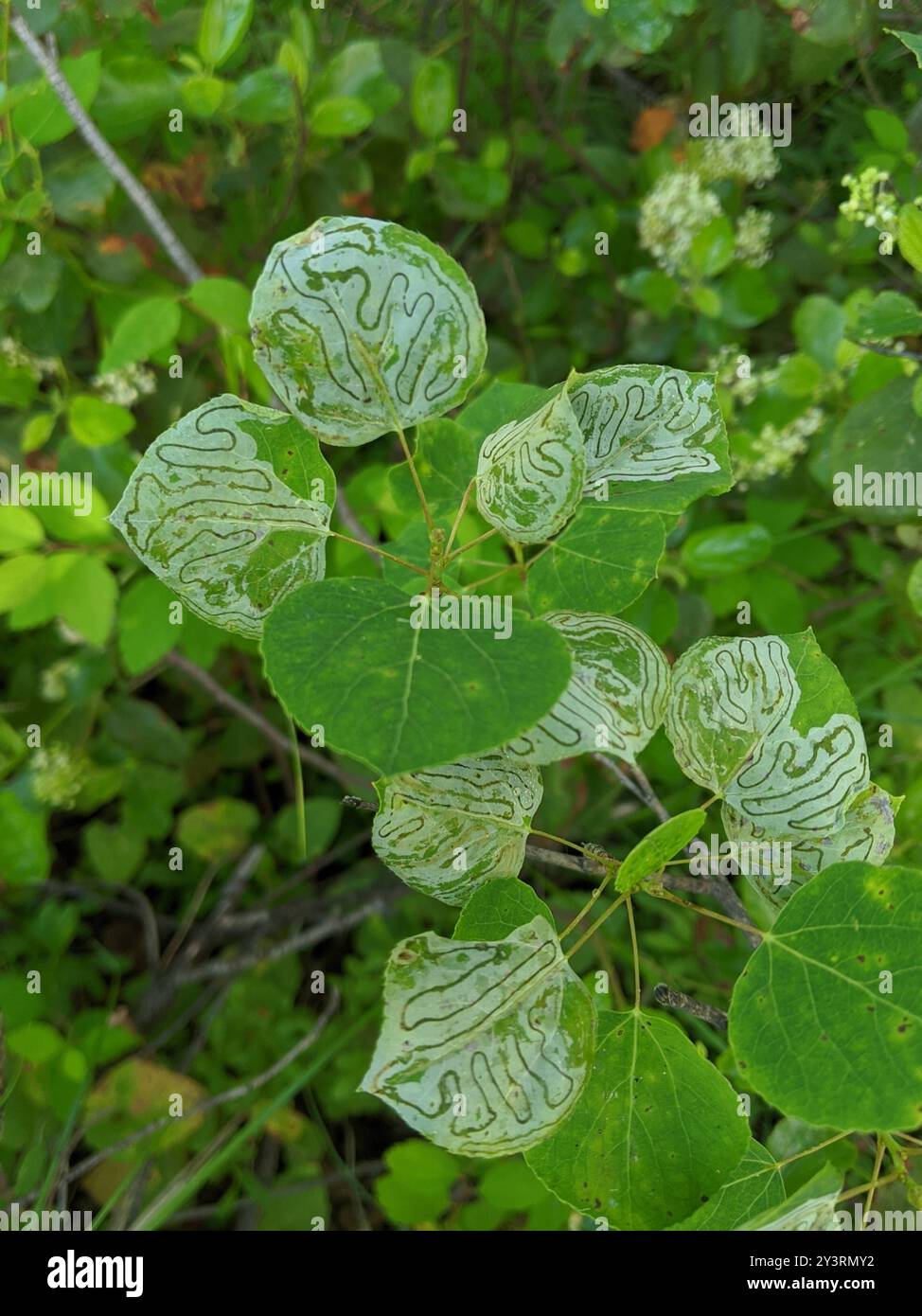 Aspen Serpentine Leafminer Moth (Phyllocnistis populiella) Insecta ...