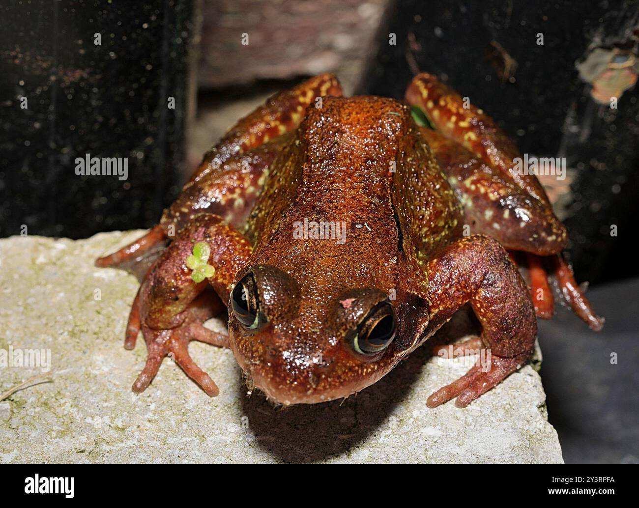 European Common Frog (Rana temporaria) Amphibia Stock Photo - Alamy
