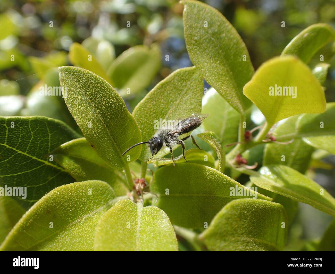 Mining Bees (Andrena) Insecta Stock Photo - Alamy