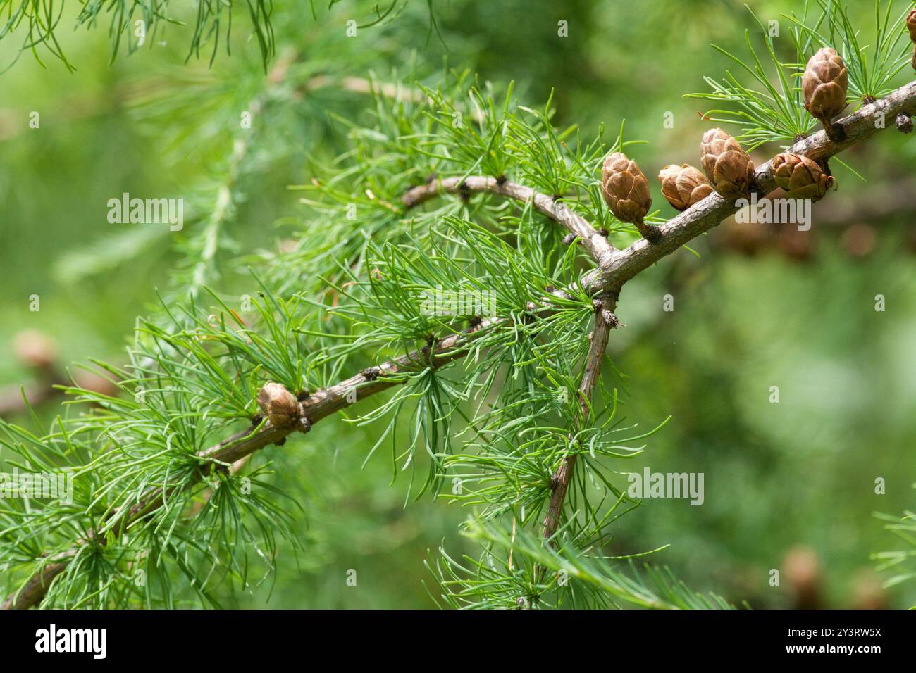 tamarack (Larix laricina) Plantae Stock Photo - Alamy
