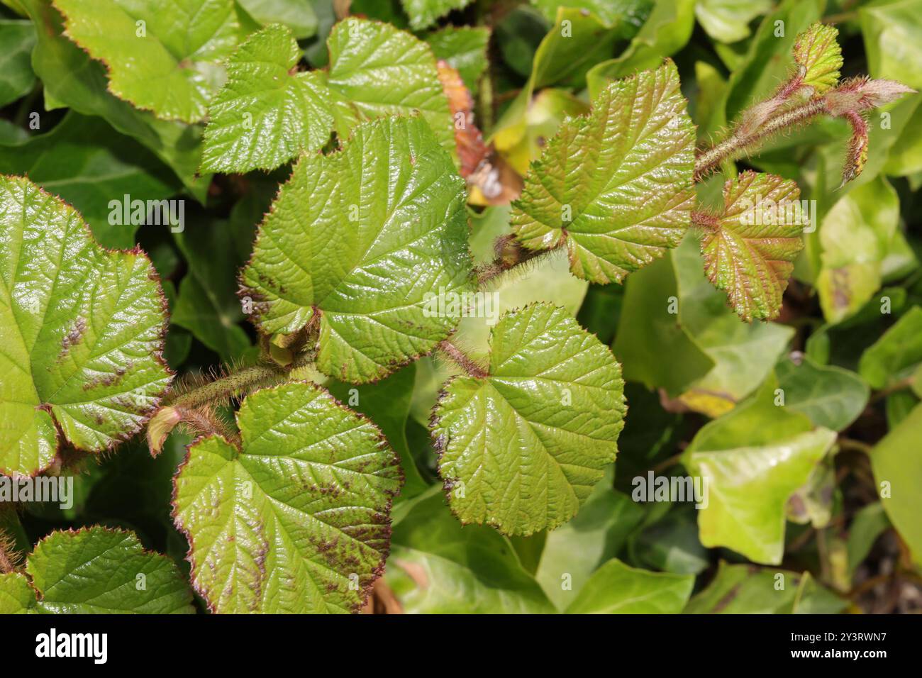 Chinese Bramble (Rubus tricolor) Plantae Stock Photo - Alamy