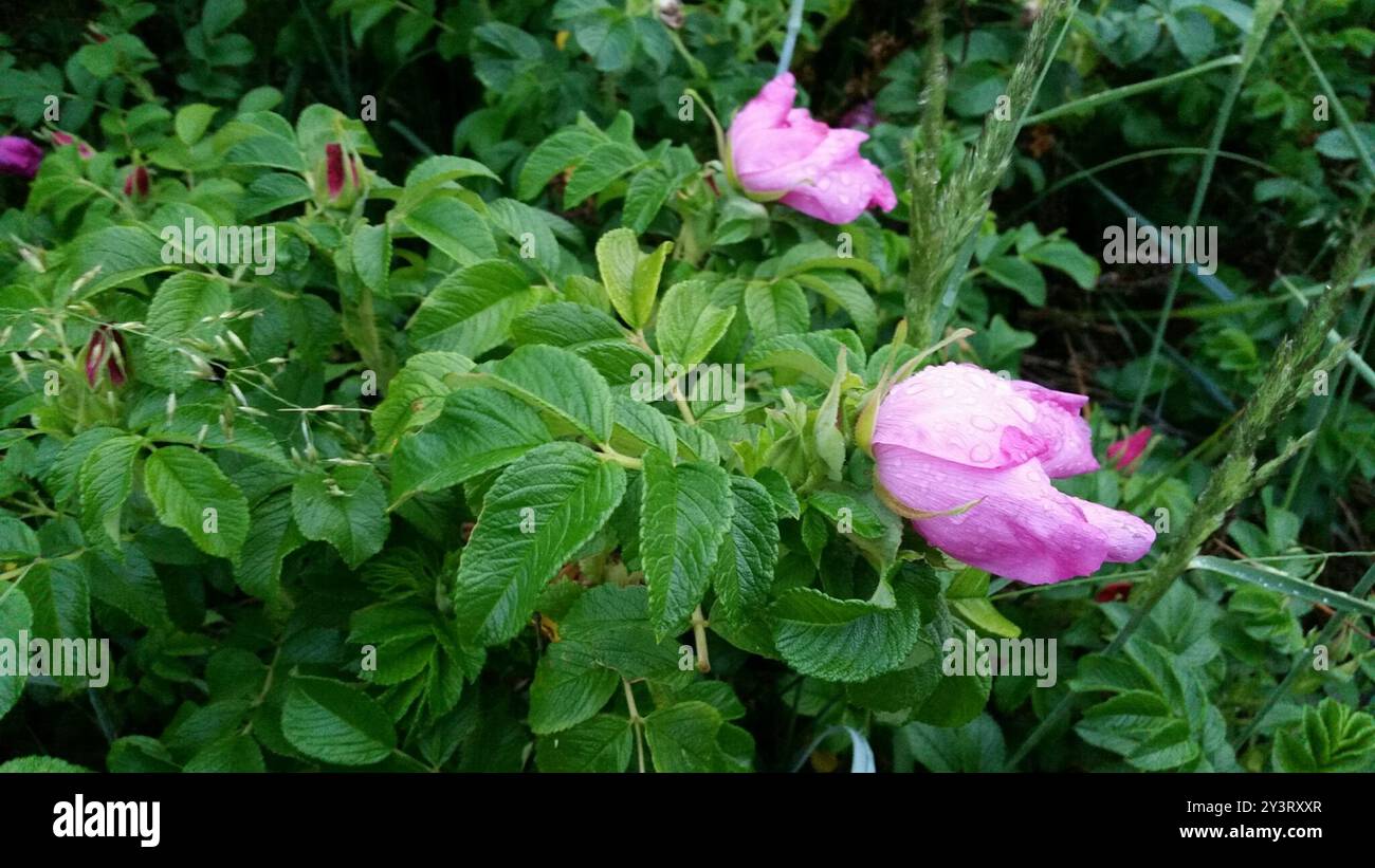 rugosa rose (Rosa rugosa) Plantae Stock Photo - Alamy