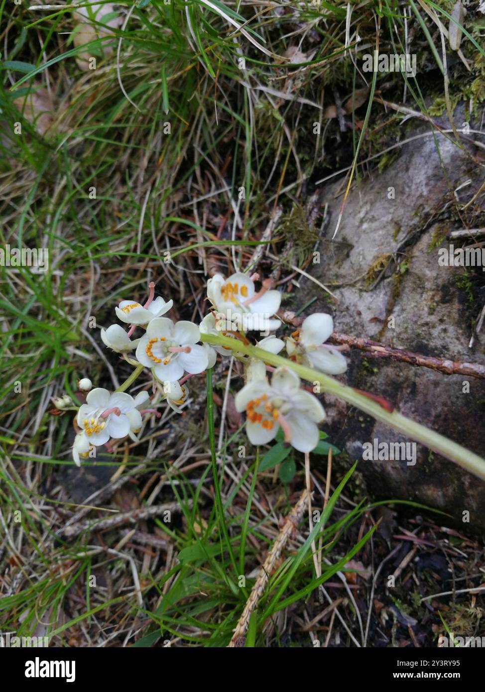 round-leaved wintergreen (Pyrola rotundifolia) Plantae Stock Photo - Alamy