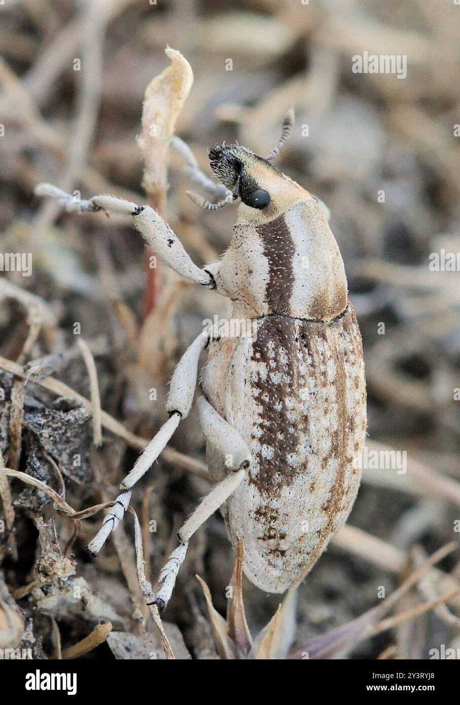 Conor Insect (Conorhynchus conirostris) Insecta Stock Photo - Alamy