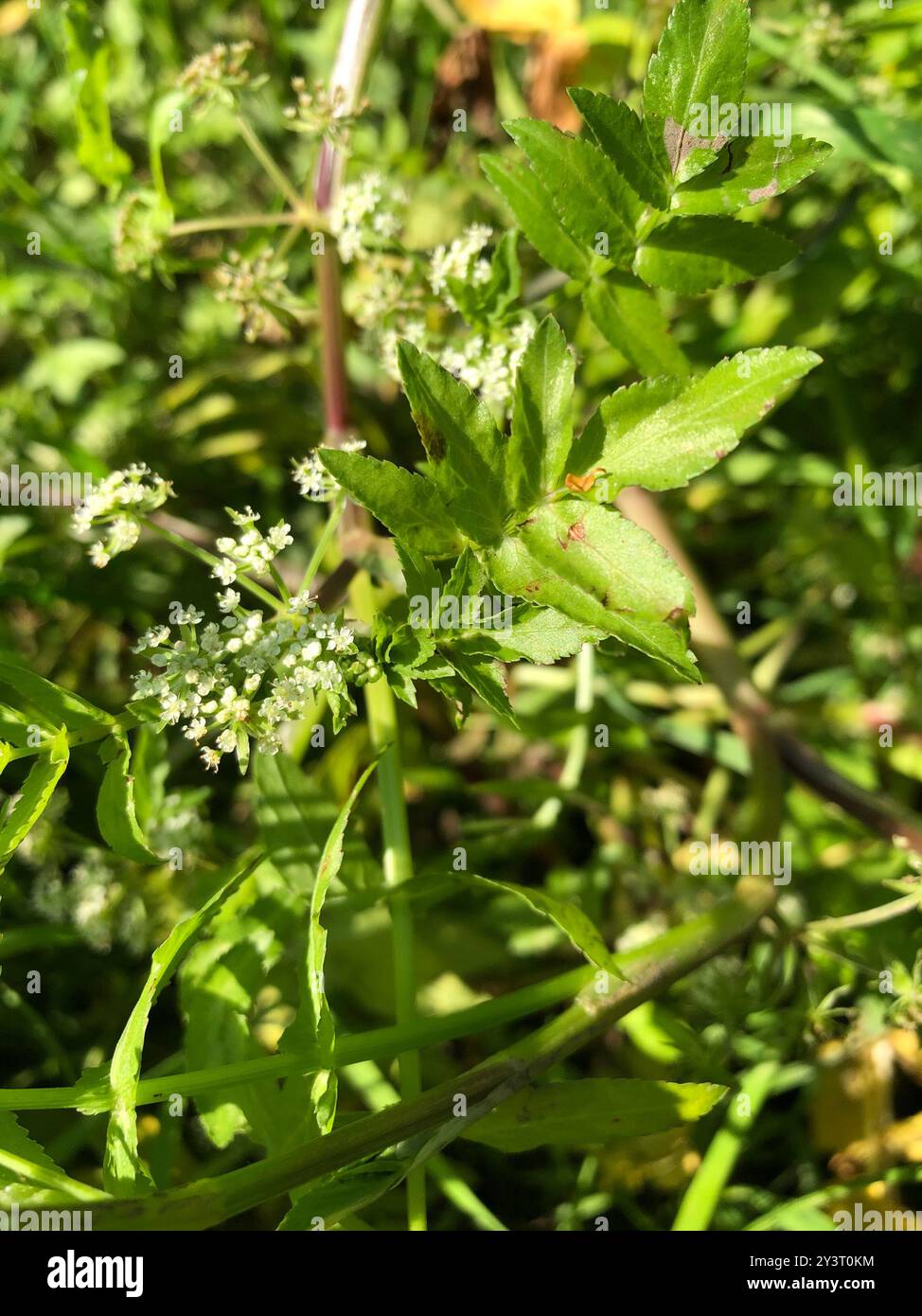 fool's watercress (Apium nodiflorum) Plantae Stock Photo