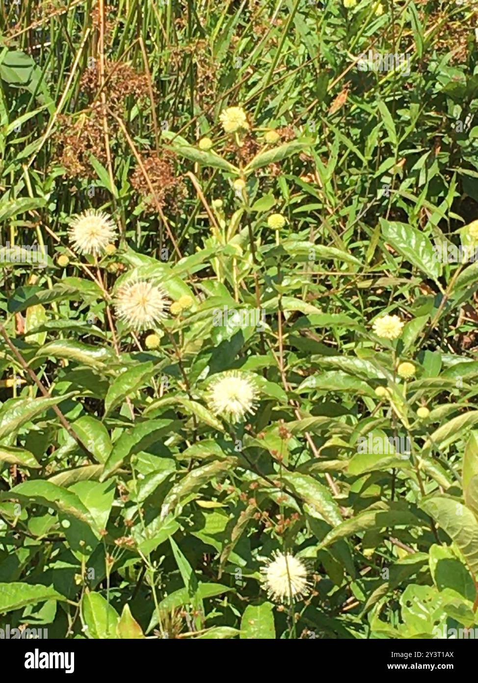 buttonbush (Cephalanthus occidentalis) Plantae Stock Photo - Alamy