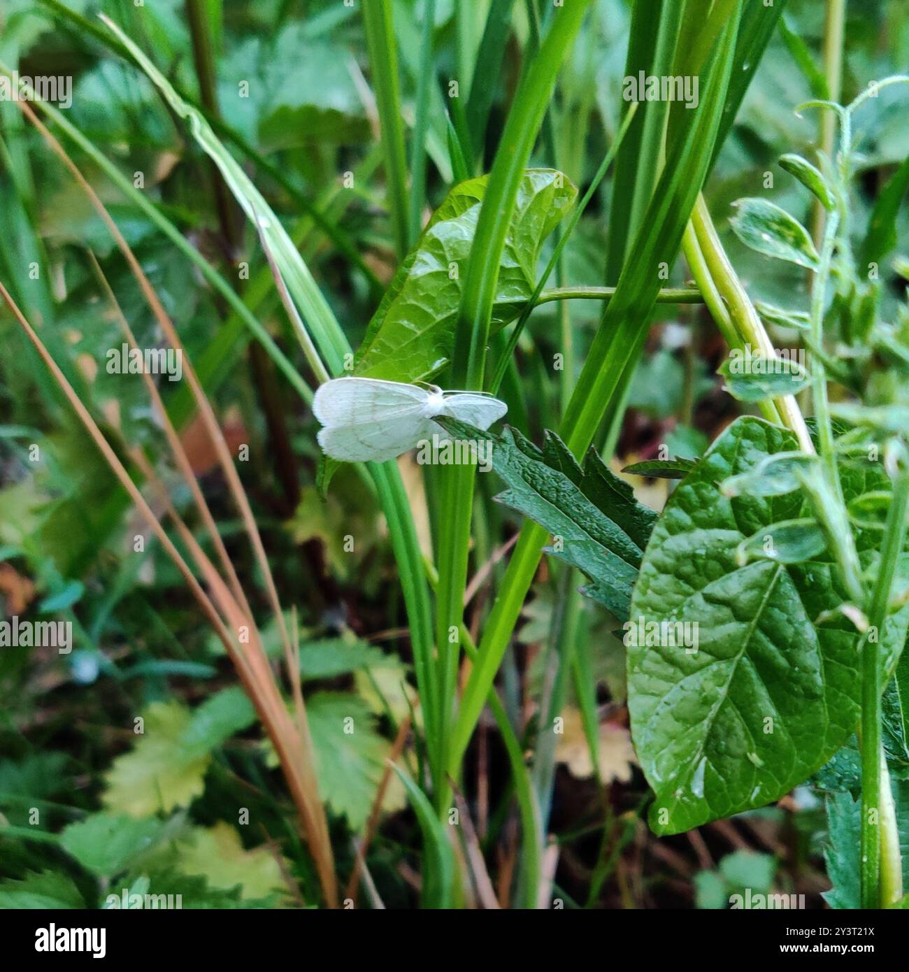 Common White Wave (Cabera pusaria) Insecta Stock Photo - Alamy