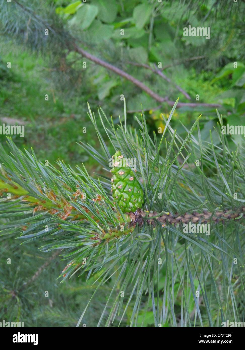 Pinus Sylvestris Rhs Scots pine (Pinus sylvestris) Plantae Stock Photo - Alamy
