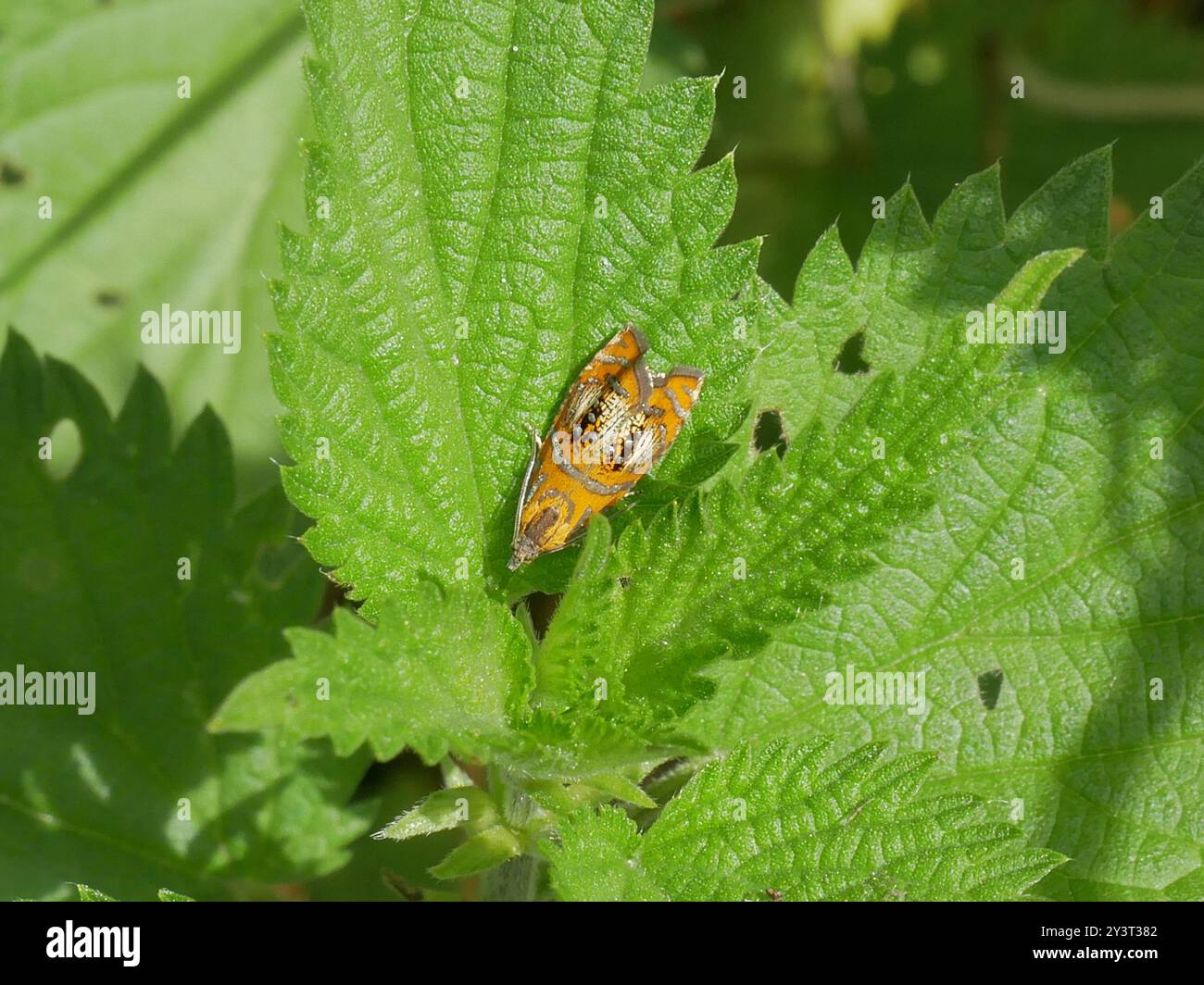 Arched Marble (Olethreutes arcuella) Insecta Stock Photo - Alamy