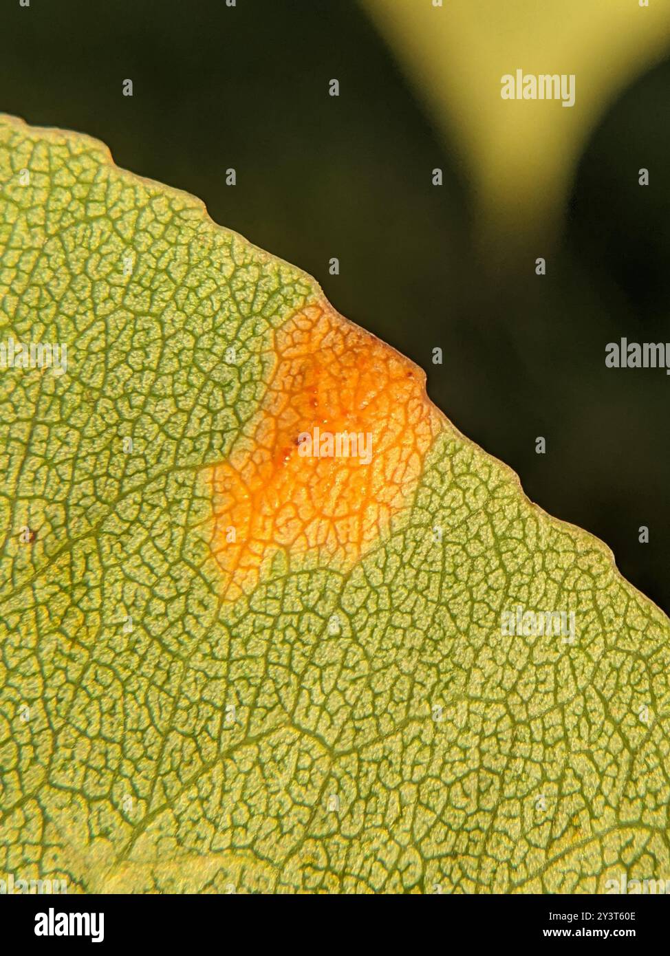 Pear Rust (Gymnosporangium sabinae) Fungi Stock Photo - Alamy