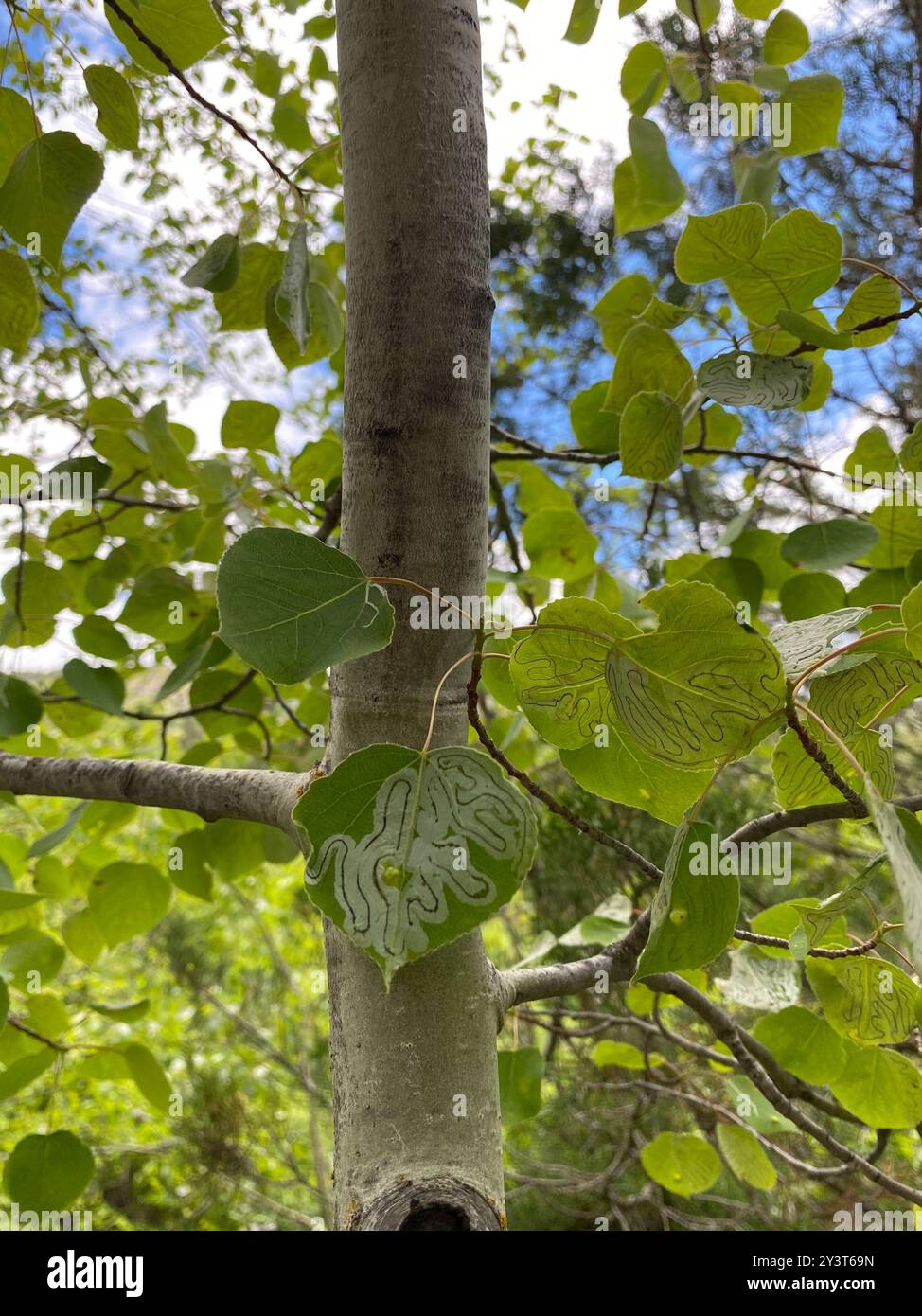 Aspen Serpentine Leafminer Moth (Phyllocnistis populiella) Insecta ...