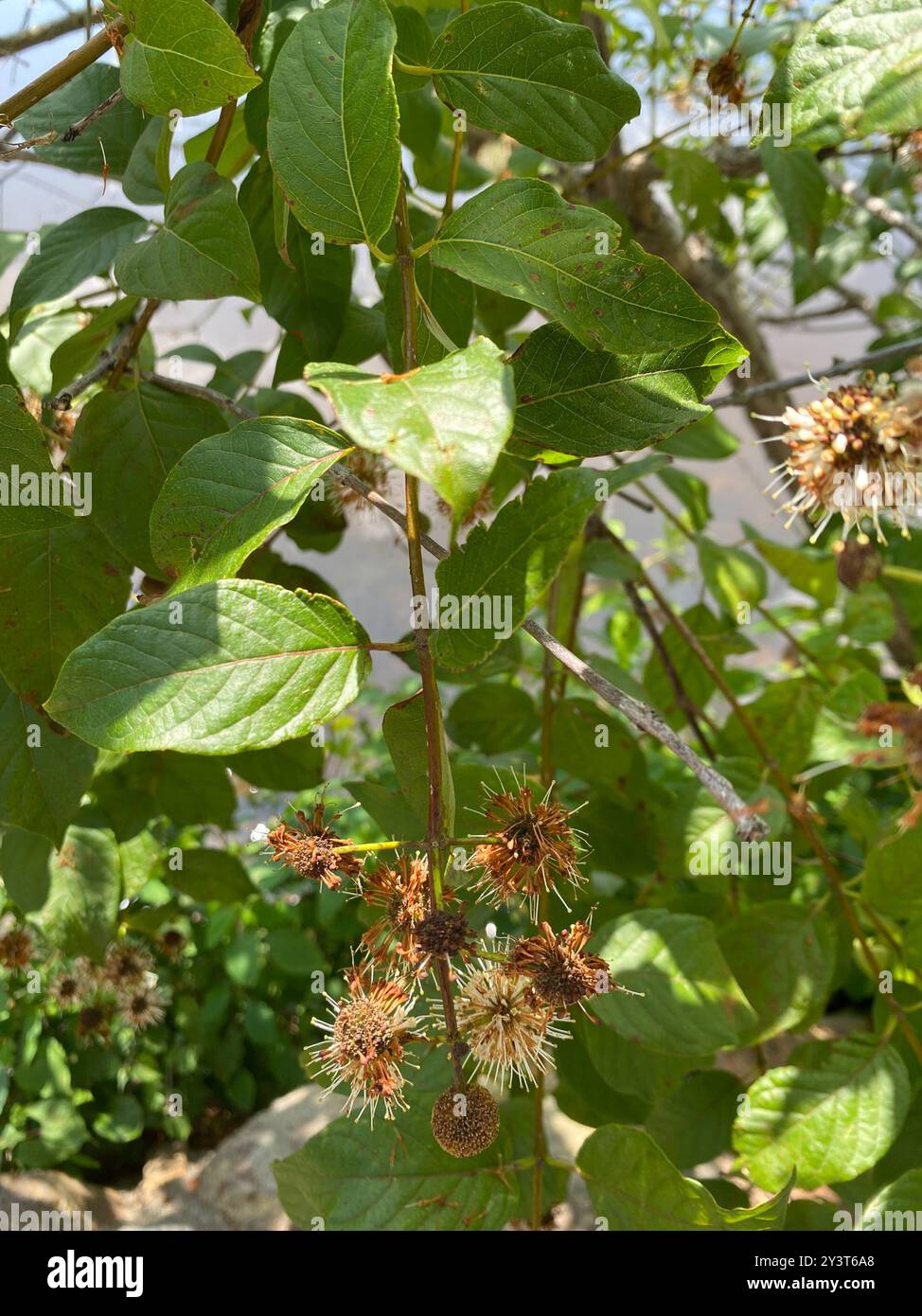buttonbush (Cephalanthus occidentalis) Plantae Stock Photo - Alamy