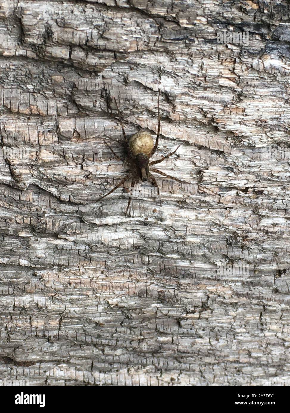 Common Forest Wolf Spider Complex (Pardosa lugubris) Arachnida Stock