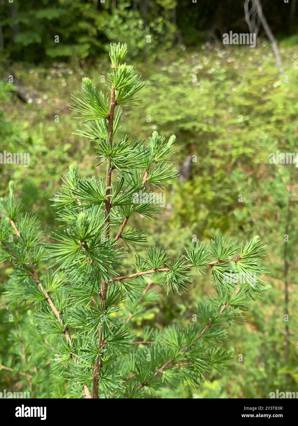 tamarack (Larix laricina) Plantae Stock Photo - Alamy