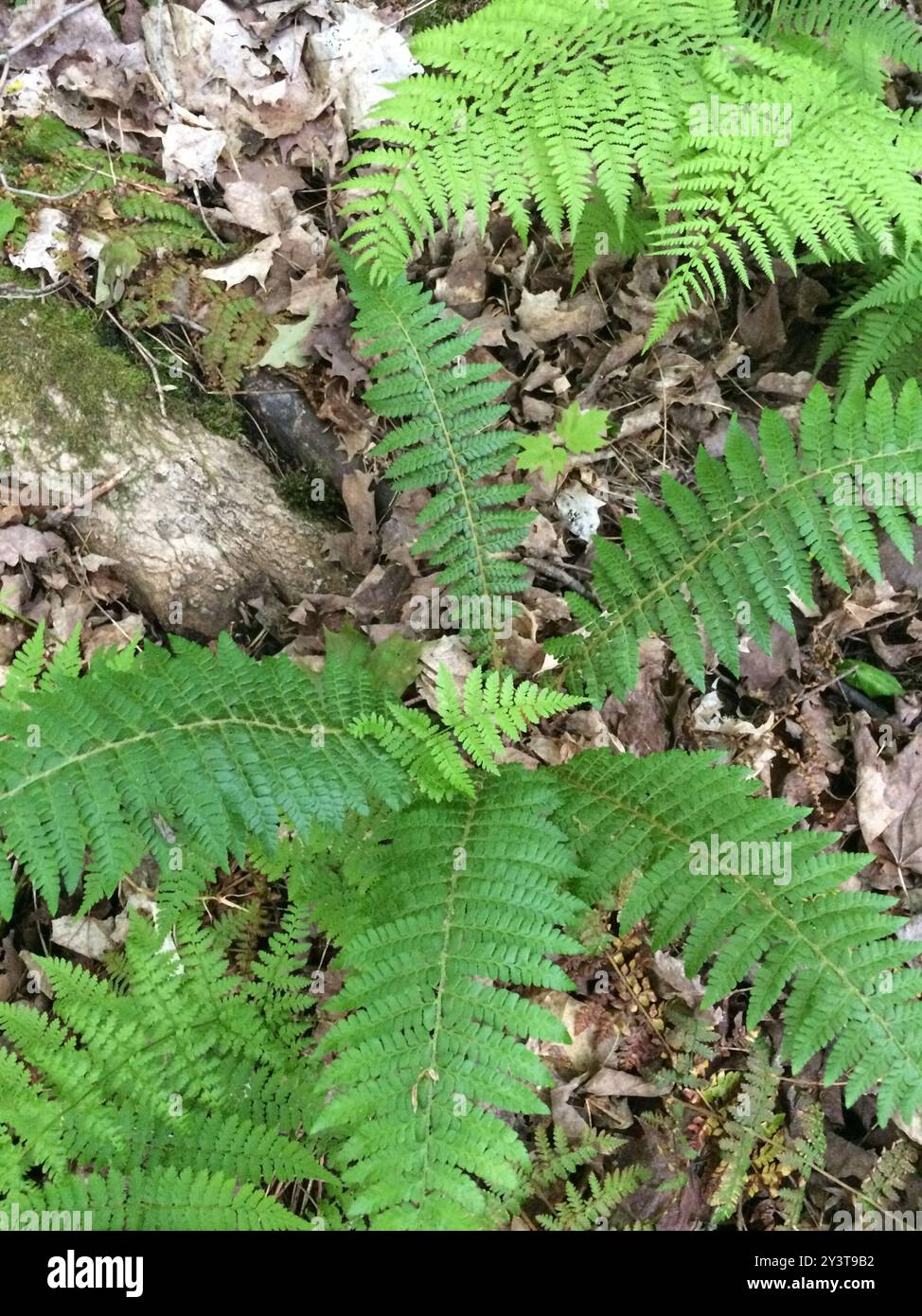 Braun's holly fern (Polystichum braunii) Plantae Stock Photo - Alamy