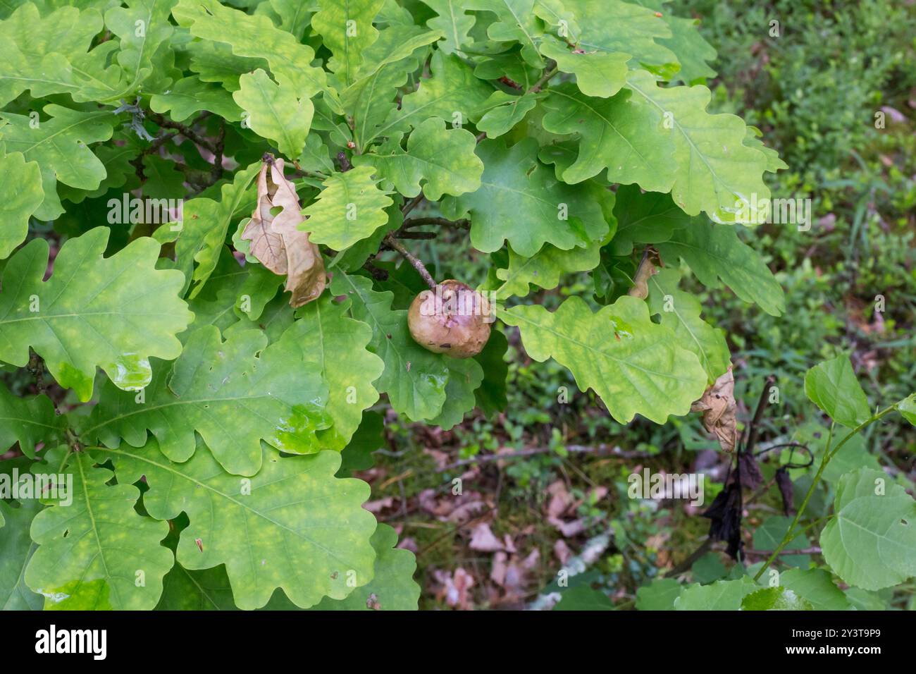Oak Apple Gall Wasp (Biorhiza pallida) Insecta Stock Photo - Alamy