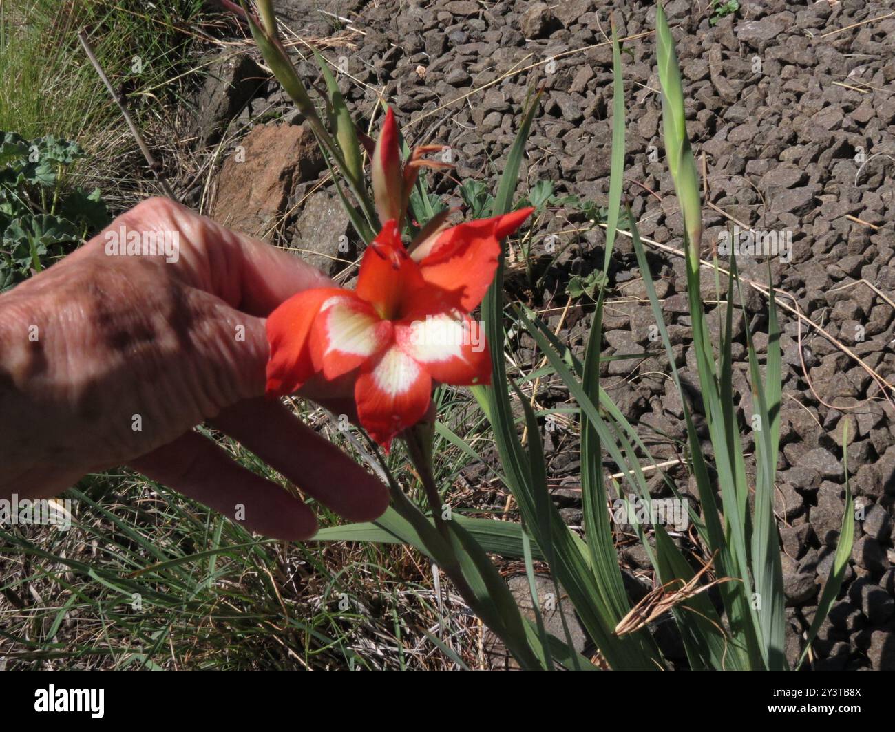 Lesotho Gladiolus (Gladiolus saundersii) Plantae Stock Photo