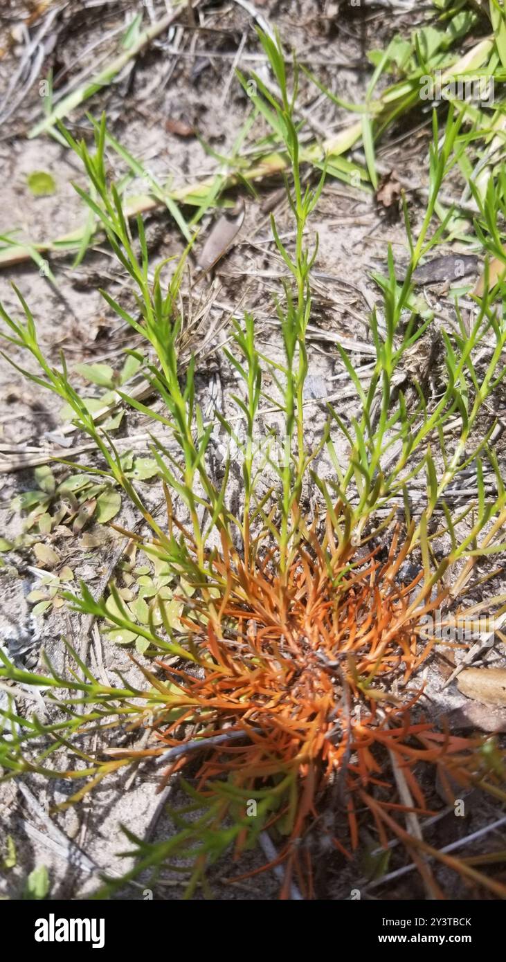 Rust Weed (Polypremum procumbens) Plantae Stock Photo - Alamy