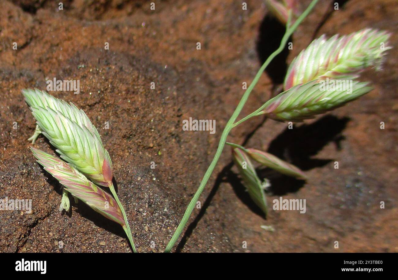 Wilman lovegrass (Eragrostis superba) Plantae Stock Photo