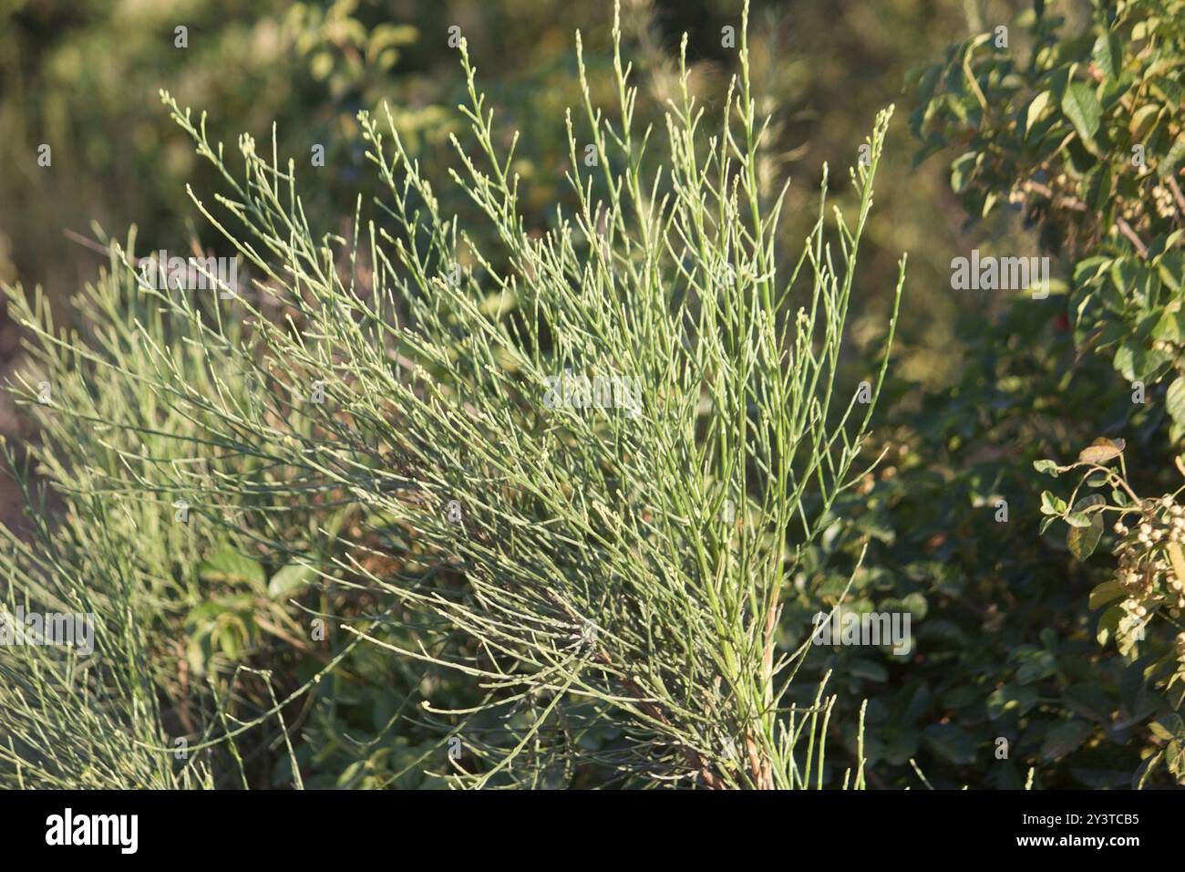 California Broomsage (Lepidospartum squamatum) Plantae Stock Photo - Alamy