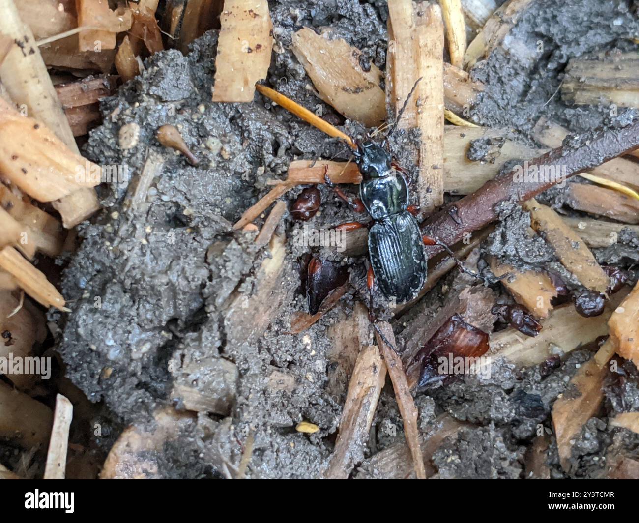 Clock Insect Black Clock (Pterostichus madidus) Insecta Stock Photo - Alamy