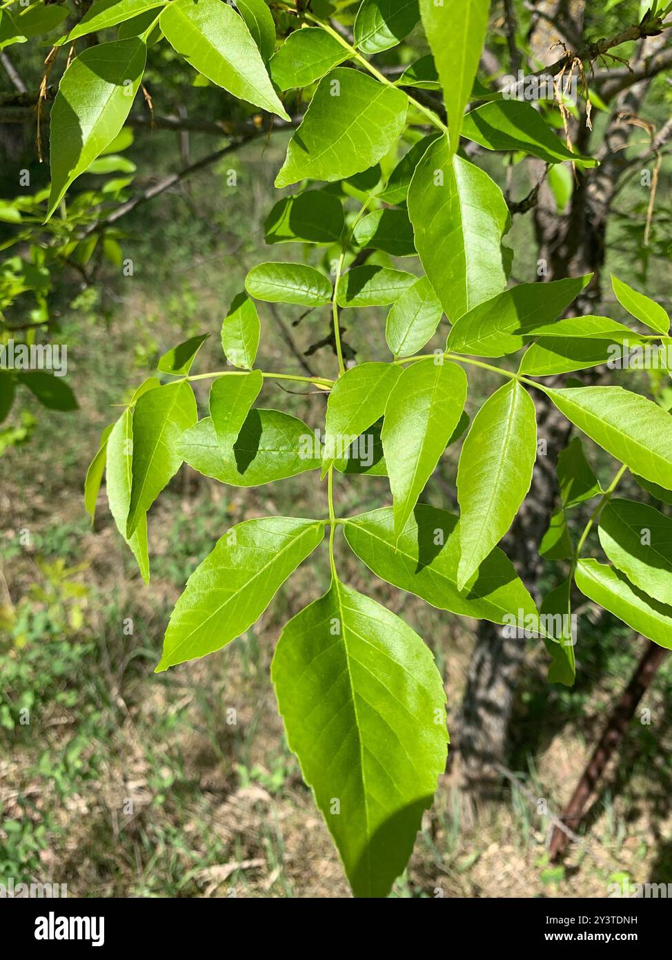 green ash (Fraxinus pennsylvanica) Plantae Stock Photo - Alamy