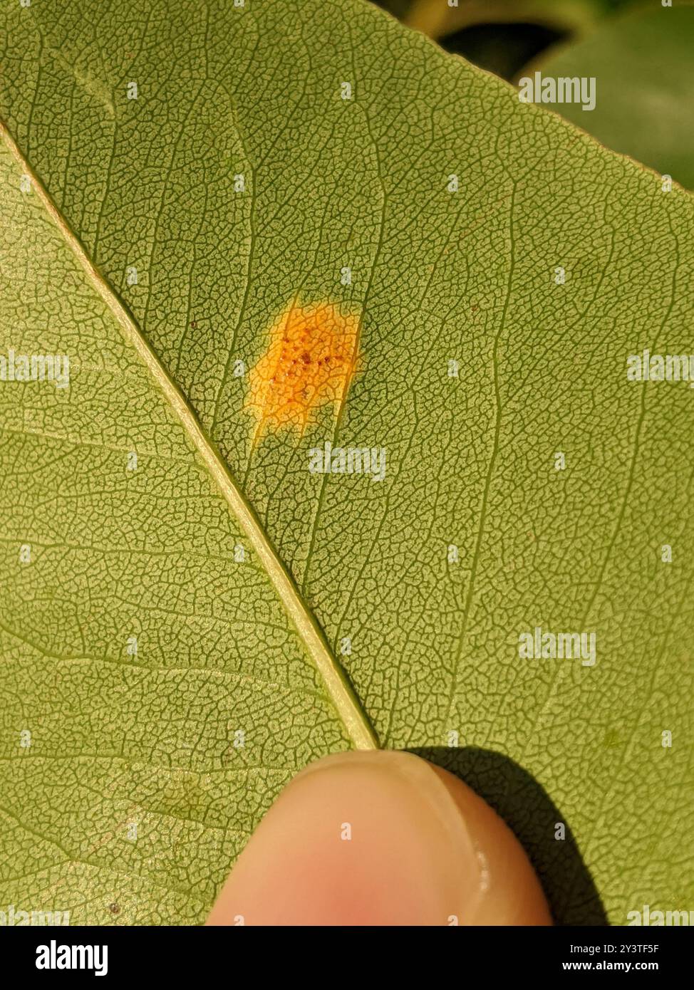 Pear Rust (Gymnosporangium sabinae) Fungi Stock Photo - Alamy