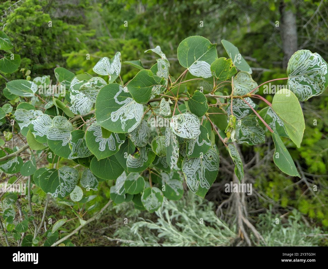 Aspen Serpentine Leafminer Moth (Phyllocnistis populiella) Insecta ...