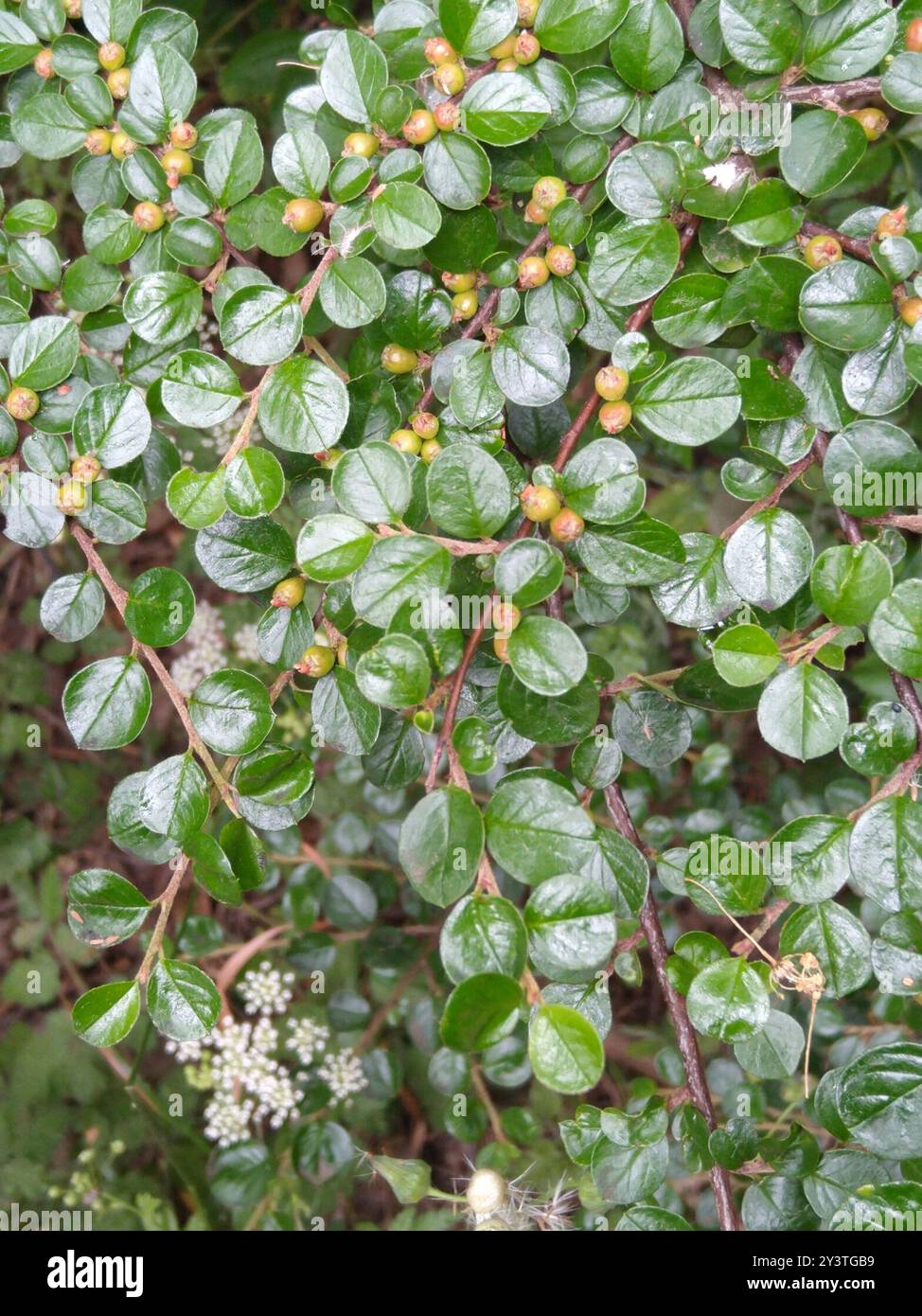 Hjelmqvist's Cotoneaster (Cotoneaster hjelmqvistii) Plantae Stock Photo