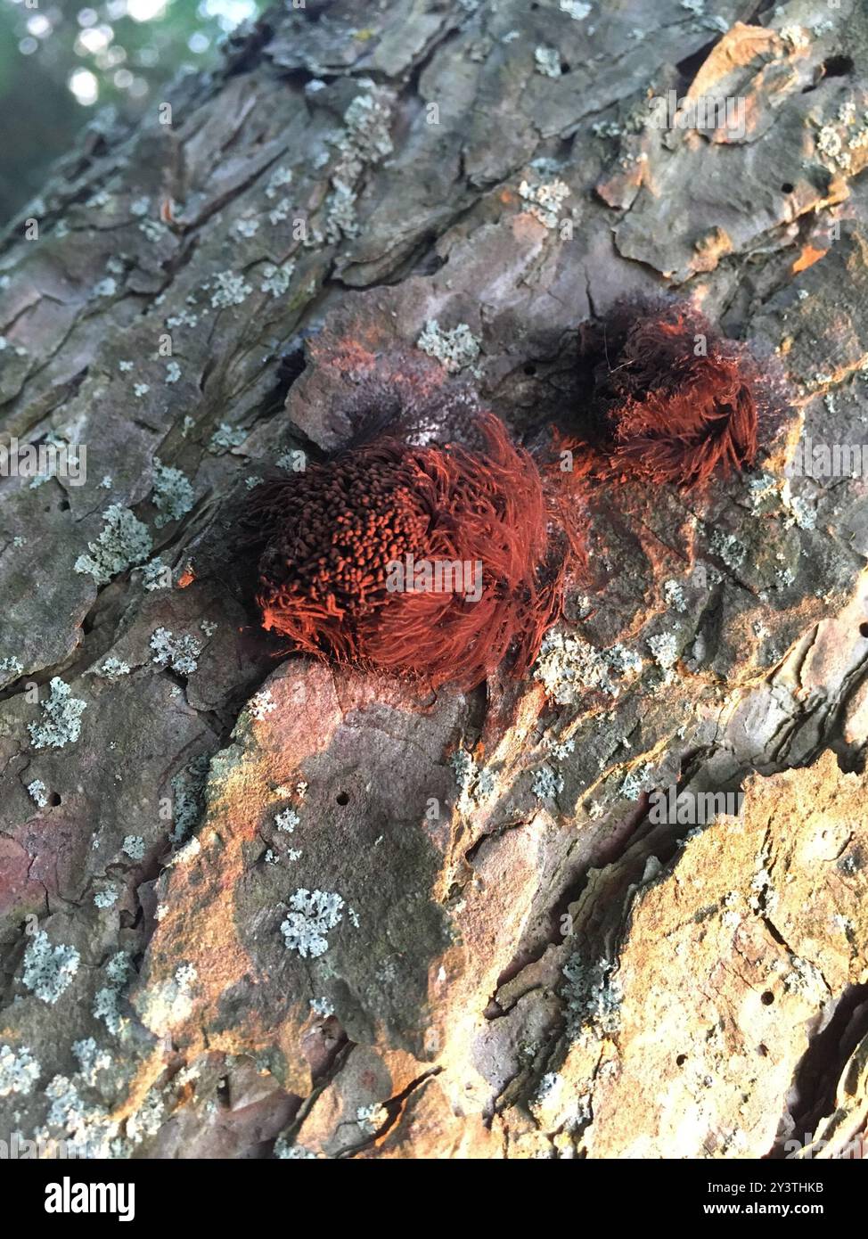 Stemonitis Splendens chocolate tube slime (Stemonitis splendens) Protozoa Stock Photo - Alamy